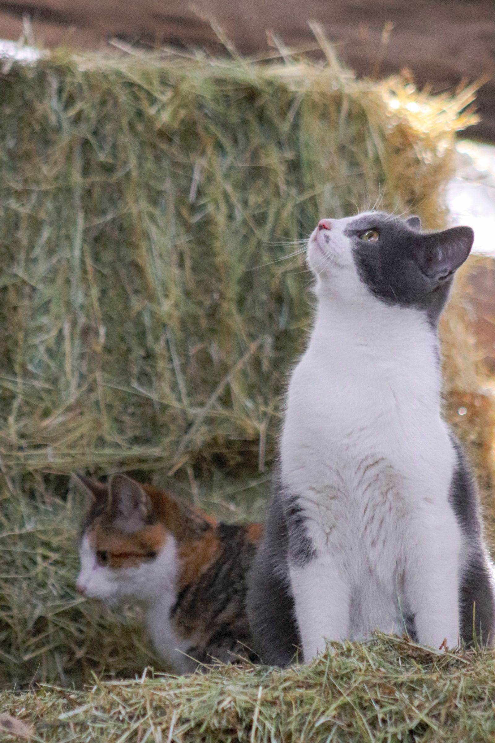 Hofkatze