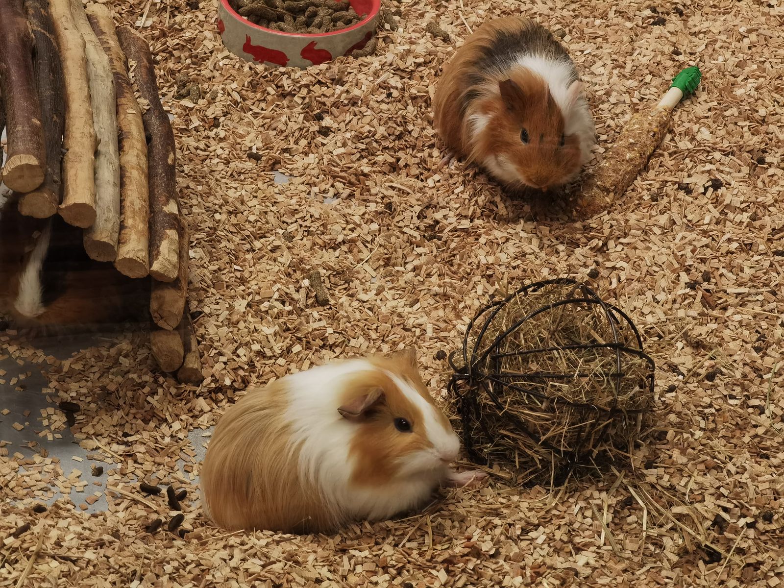 Kind mit Meerschweinchen