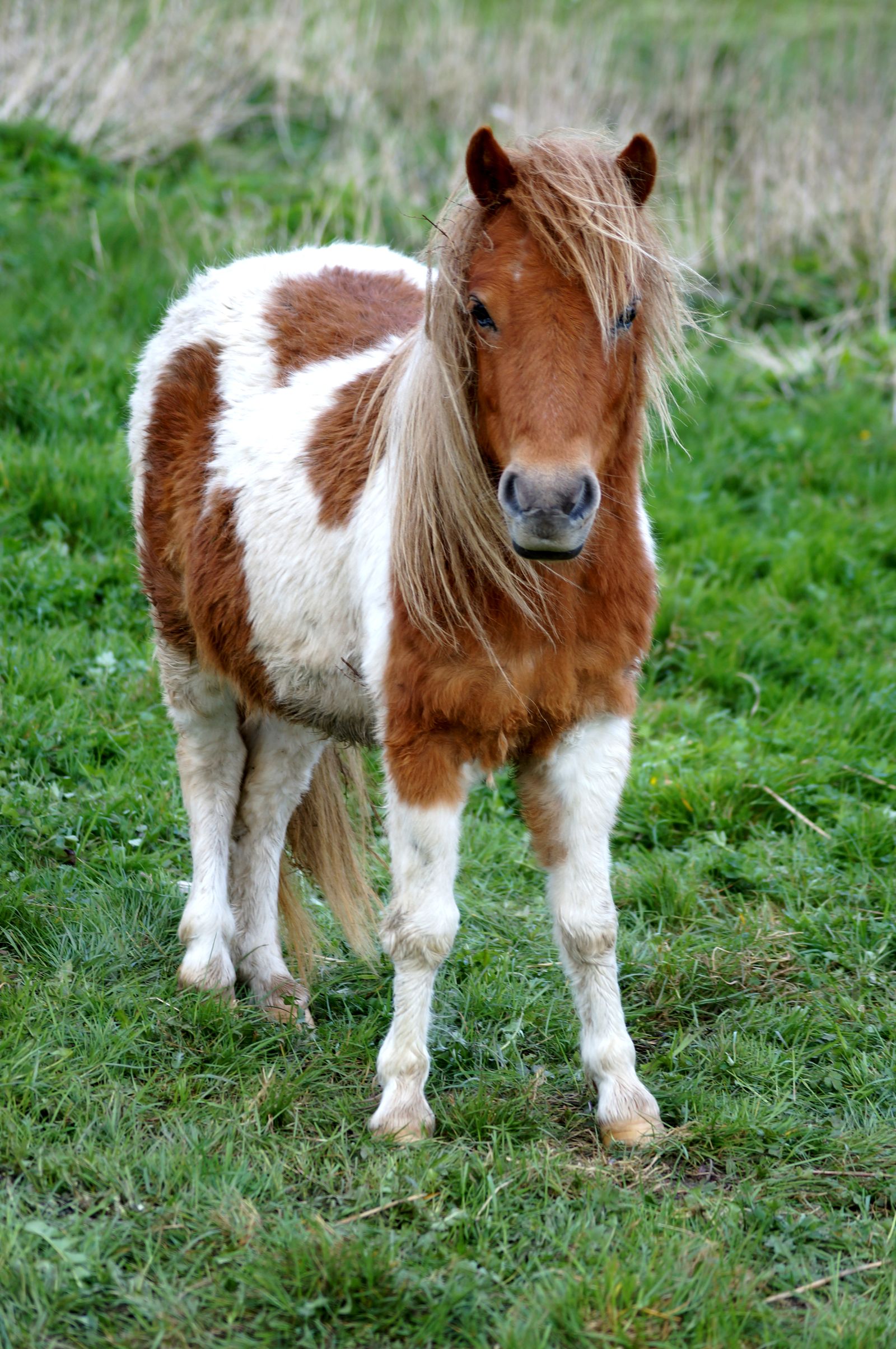 Ponyreiten am Wiesenhof